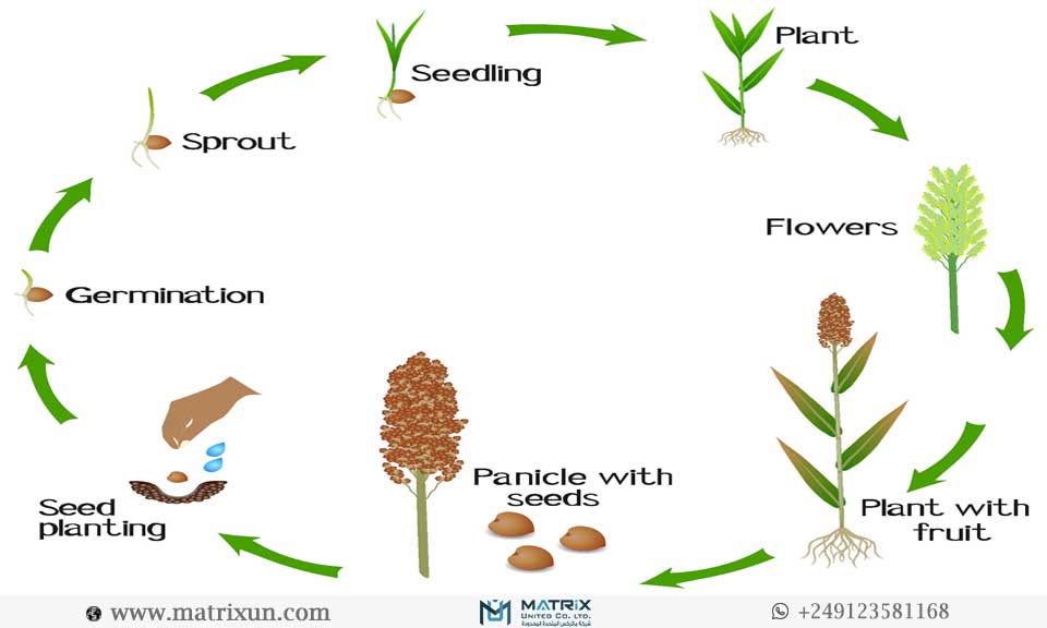 matrixunitedltd's tweet photo. A Growth Cycle of a Sorghum Plant.
.
.
.
#Growth #Cycle #Sorghum #Plant #matrix #matrixunited https://t.co/U1GvXjShbZ