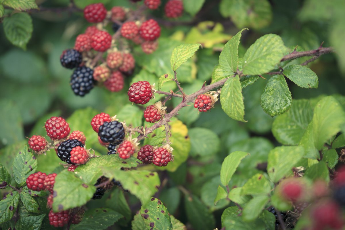 nationaltrust's tweet photo. One day we may be able to resist a blackberry bush beginning to ripen…

…then again, maybe not. https://t.co/HDqiS3teaf