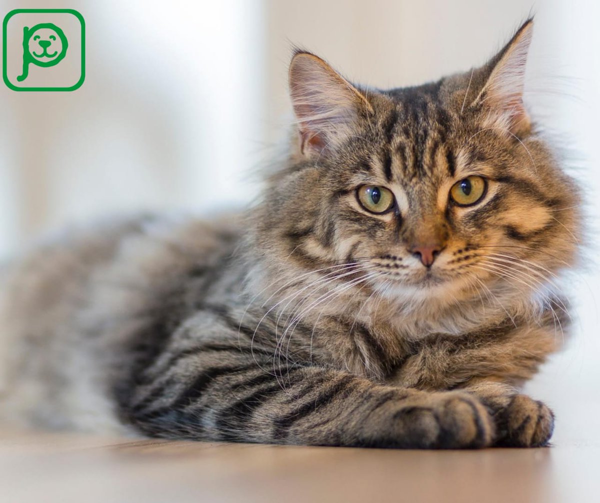 pet-comm siempre en pro de nuestras mascotas y su salud, los invitamos a la primera campaña de esterilizacion, la dirección es Carretera a Teoloyucan 5 El Trébol, 54614 Tepotzotlán, Méx. el próximo sábado 22 de agosto a las 9 am Costo $250 (perritos o gatitos) como recuperación