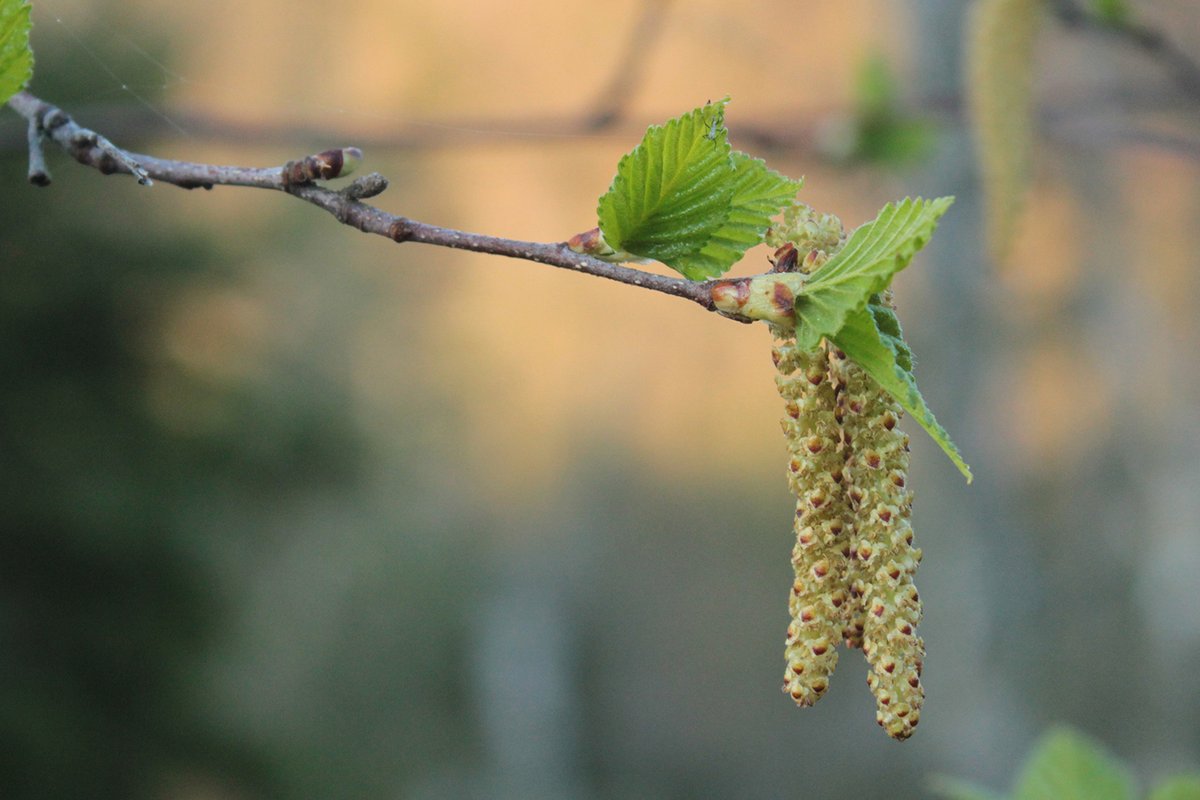 Alders are familiar shrubs in open wet areas and along creek banks. In early spring, some buds will open to reveal dangling catkins with many male flowers containing pollen. This pollen will get blown around to pollinate the female catkins which look like small cones.