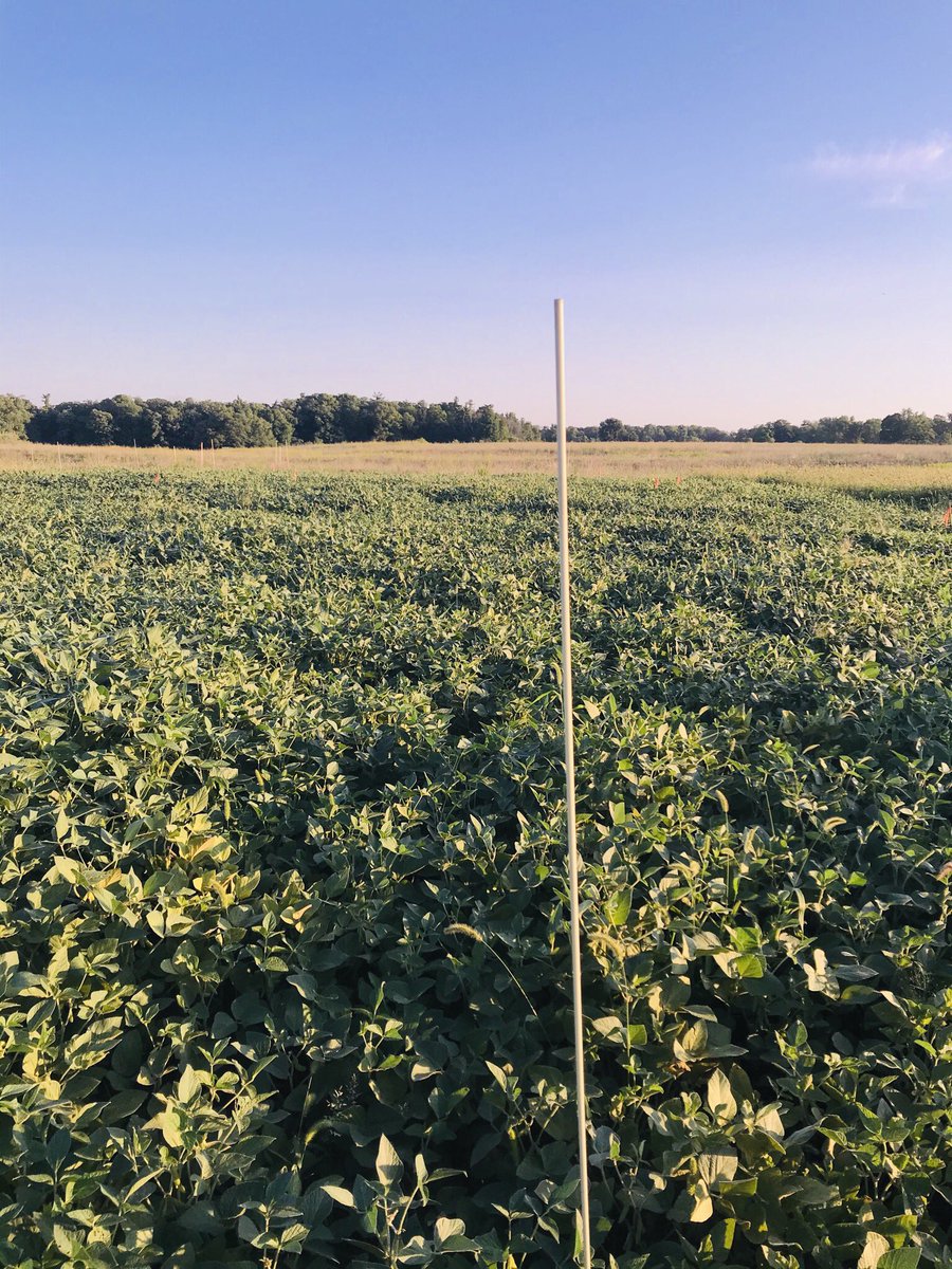 Ecology_forlife's tweet image. Today was the next stage for my research project. Pesticide trails. The objective of this research is to understand the mechanisms driving arthropod regulation in agroecosystems focusing on 4 core factors: climate, predation pressure, plant resources, and chemicals @raresites