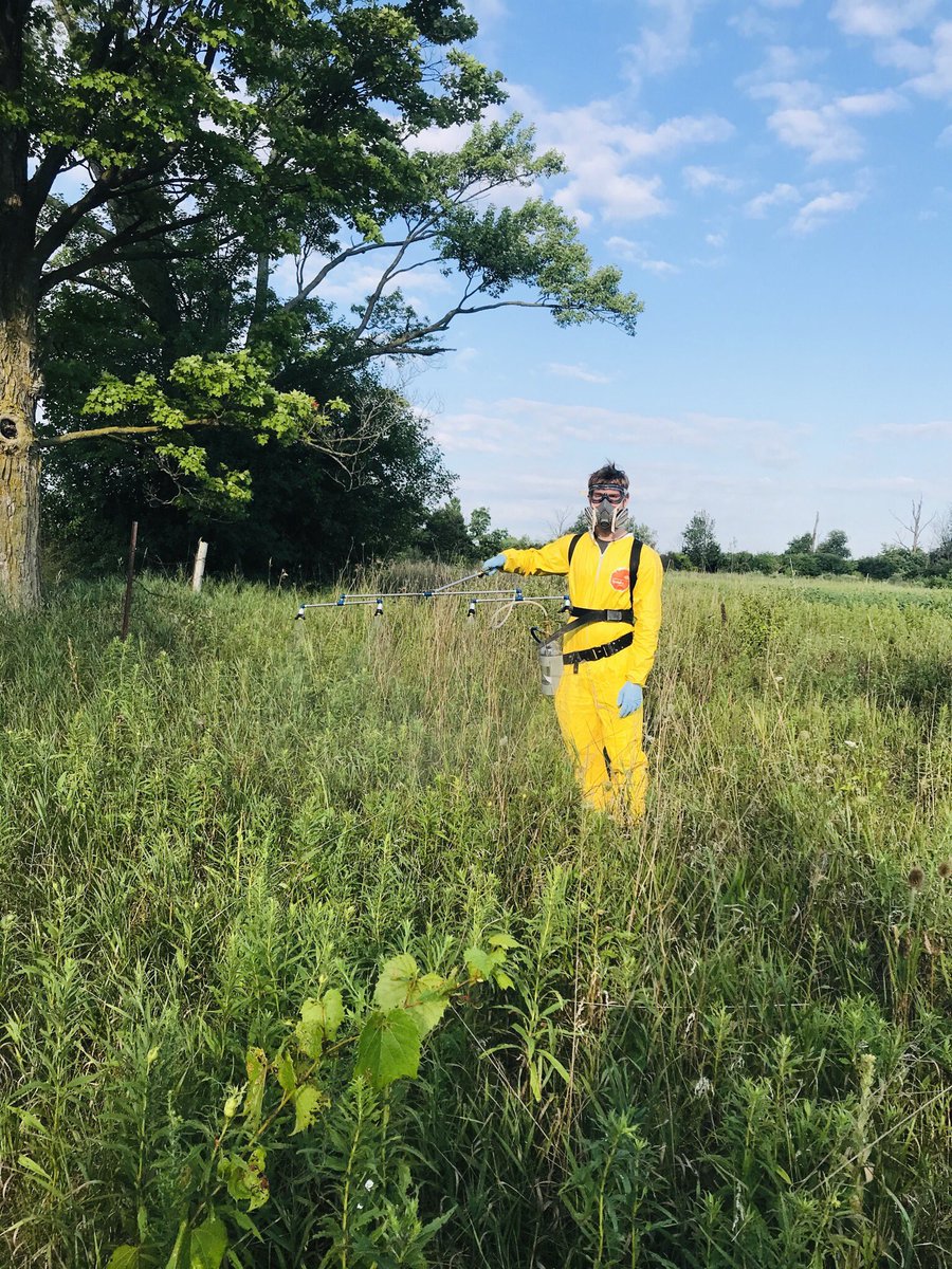 Ecology_forlife's tweet image. Today was the next stage for my research project. Pesticide trails. The objective of this research is to understand the mechanisms driving arthropod regulation in agroecosystems focusing on 4 core factors: climate, predation pressure, plant resources, and chemicals @raresites