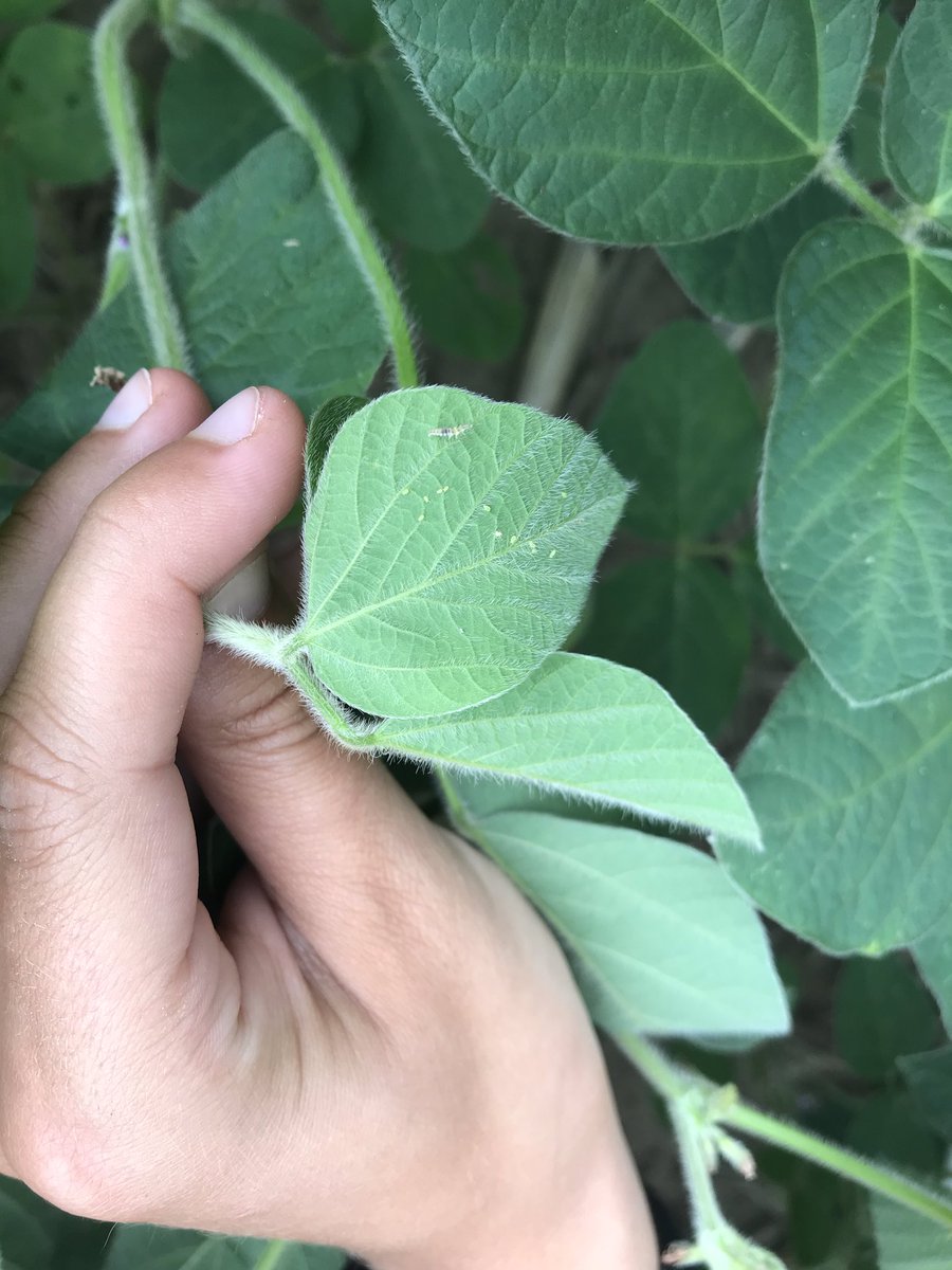 Ecology_forlife's tweet image. Today was the next stage for my research project. Pesticide trails. The objective of this research is to understand the mechanisms driving arthropod regulation in agroecosystems focusing on 4 core factors: climate, predation pressure, plant resources, and chemicals @raresites