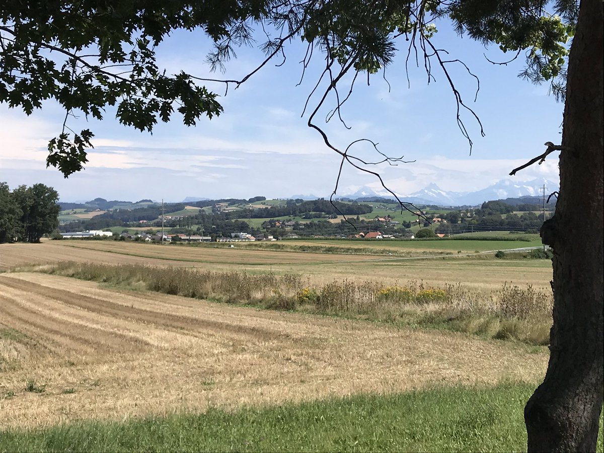 #Biodiversiteit in stroken van 10 meter tussen de #akkerbouw gewassen hier in Zwitserland. Lijkt dat ze er hier meer moeite voor doen. Zag reeën en kwartels erin schuilen naast div. insecten.