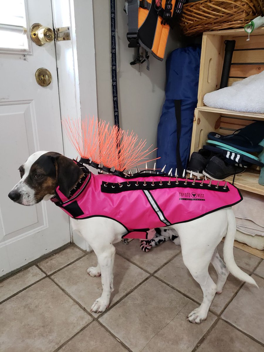 CoyoteVest's tweet image. I'm almost paw-sitive that if I wait here long enough with my vest on, my owner will take me outside to play with other dogs! 😁🙏
#pointersofinstagram #pointers #coyotevestconfidence