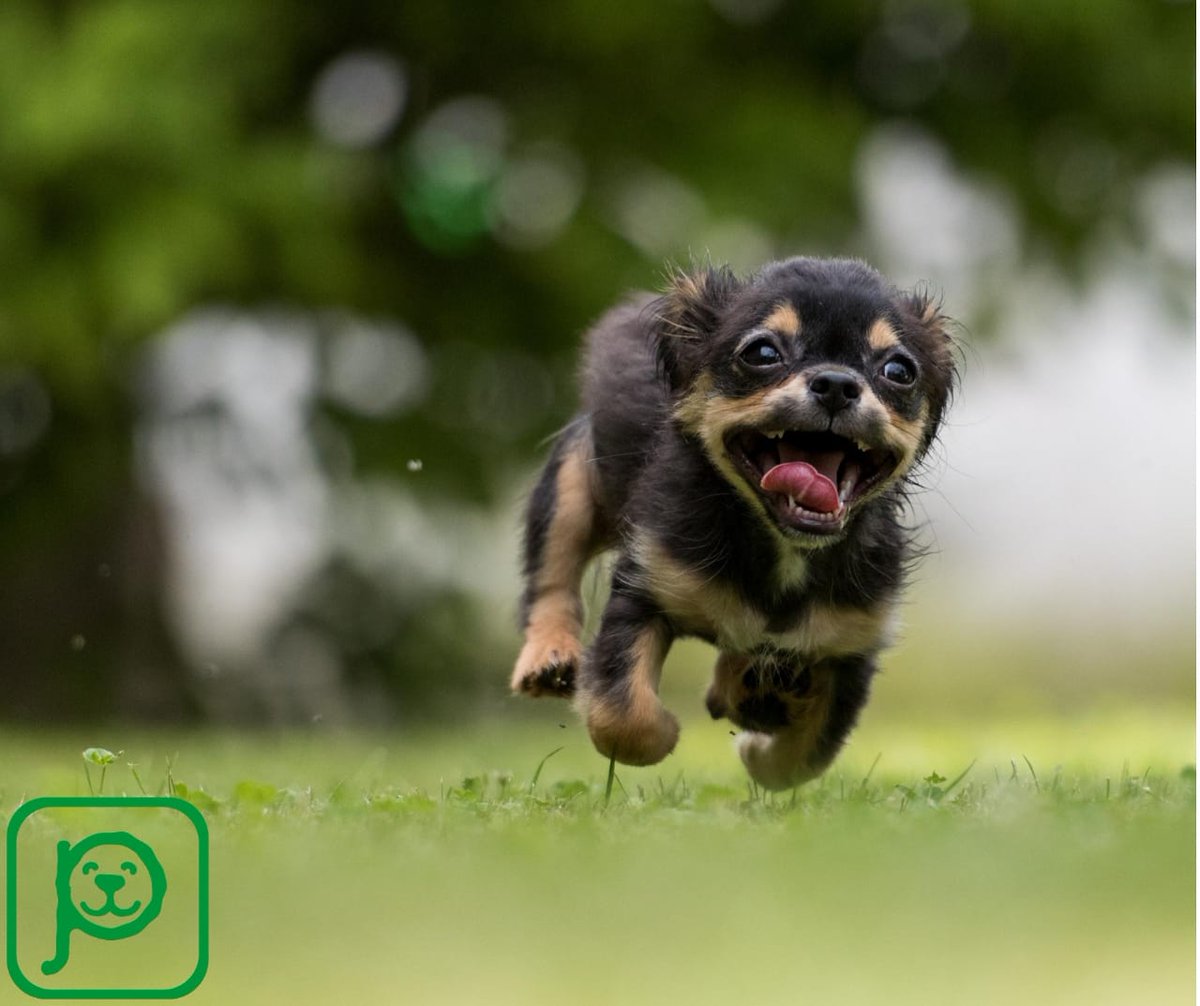 Entérate como detectar si tu mascota tiene un golpe de calor y cuáles son los síntomas, solo necesitas entrar a pet-comm.com y registrarte, gratis! Es la única red social de y para mascotas, visita la tienda online donde puedes adquirir productos y servicios!!!