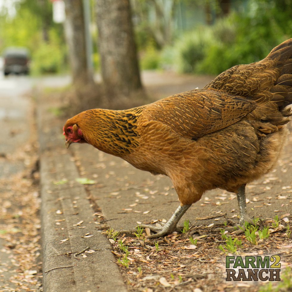 farm2_ranch's tweet photo. *insert joke about chickens crossing the road*

Visit https://t.co/dXL3Jz0pkG for quality used ag equipment, livestock, auctions, and more!

#farm2ranch #usedag #agriculture #letsgrowtogether https://t.co/OCHFIuhmP5