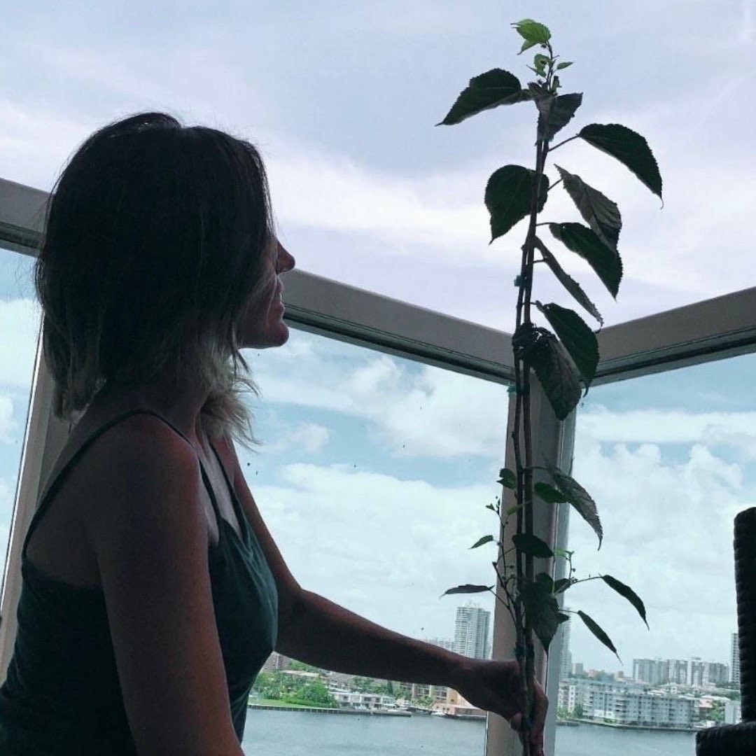 MiamiDadeParks's tweet photo. This morning Jeny Petit took home a free mulberry tree at Greynolds Park, thanks to @MiamiDadeRER and @MillionTreesMIA. Be on the lookout for our next tree giveaway at one of our weekly free food distributions.👀🌳#OurCounty #Tree05 https://t.co/HJkwiP5lt8