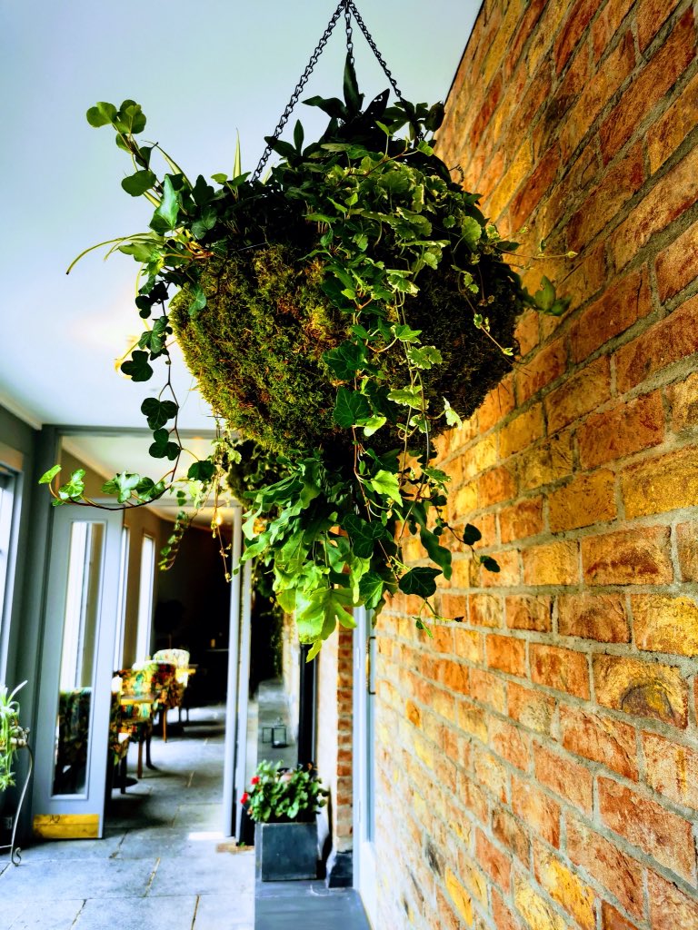 WhiteDoveLMK's tweet photo. A selection of the huge botanical baskets installed today at No.1 Pery Square - in or out, classic indoor plants with a dash of style never fail to add a special something to a space. #RealHouseplantsofLimerick #LimericksHangingGardens #indoorplantstyle https://t.co/ngxVF060iB