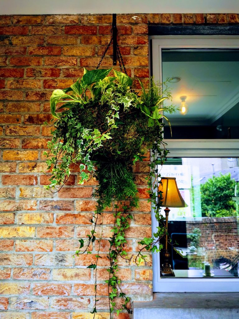 WhiteDoveLMK's tweet photo. A selection of the huge botanical baskets installed today at No.1 Pery Square - in or out, classic indoor plants with a dash of style never fail to add a special something to a space. #RealHouseplantsofLimerick #LimericksHangingGardens #indoorplantstyle https://t.co/ngxVF060iB