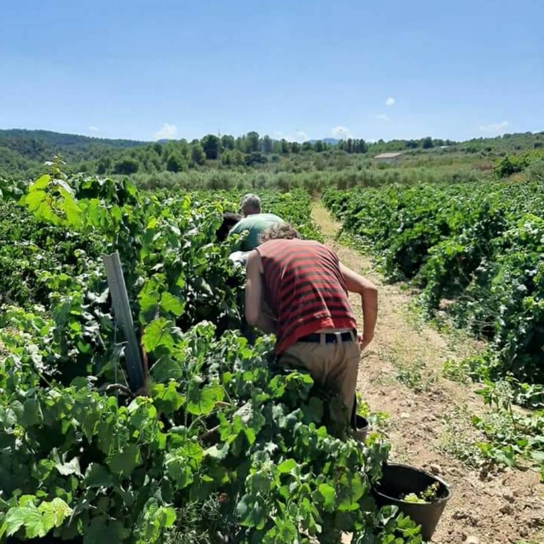 Ahir vam iniciar l'època de verema en el Chardonnay de la casa! Comencem en moltes ganes i molt il·lusionats de poder seguir en lo nostre somni un any més 💪🍇
-
<a href="/doterraalta/">CRDO Terra Alta</a> #verema2020 #verema #vendimia2020 #vendimia #chardonnay #vendimias #verem #SerraCavalls #doterraalta