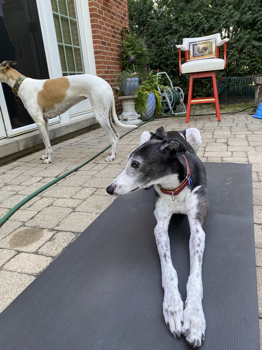 rheganaugust's tweet photo. Happy to report @Verizon finally called and the Uber helpful CSR took care of the overages AND got my elderly neighbor set up in a better/CHEAPER plan.  Good things do happen.   And now a yoga dog in your feed. https://t.co/RhoUuc1cIy