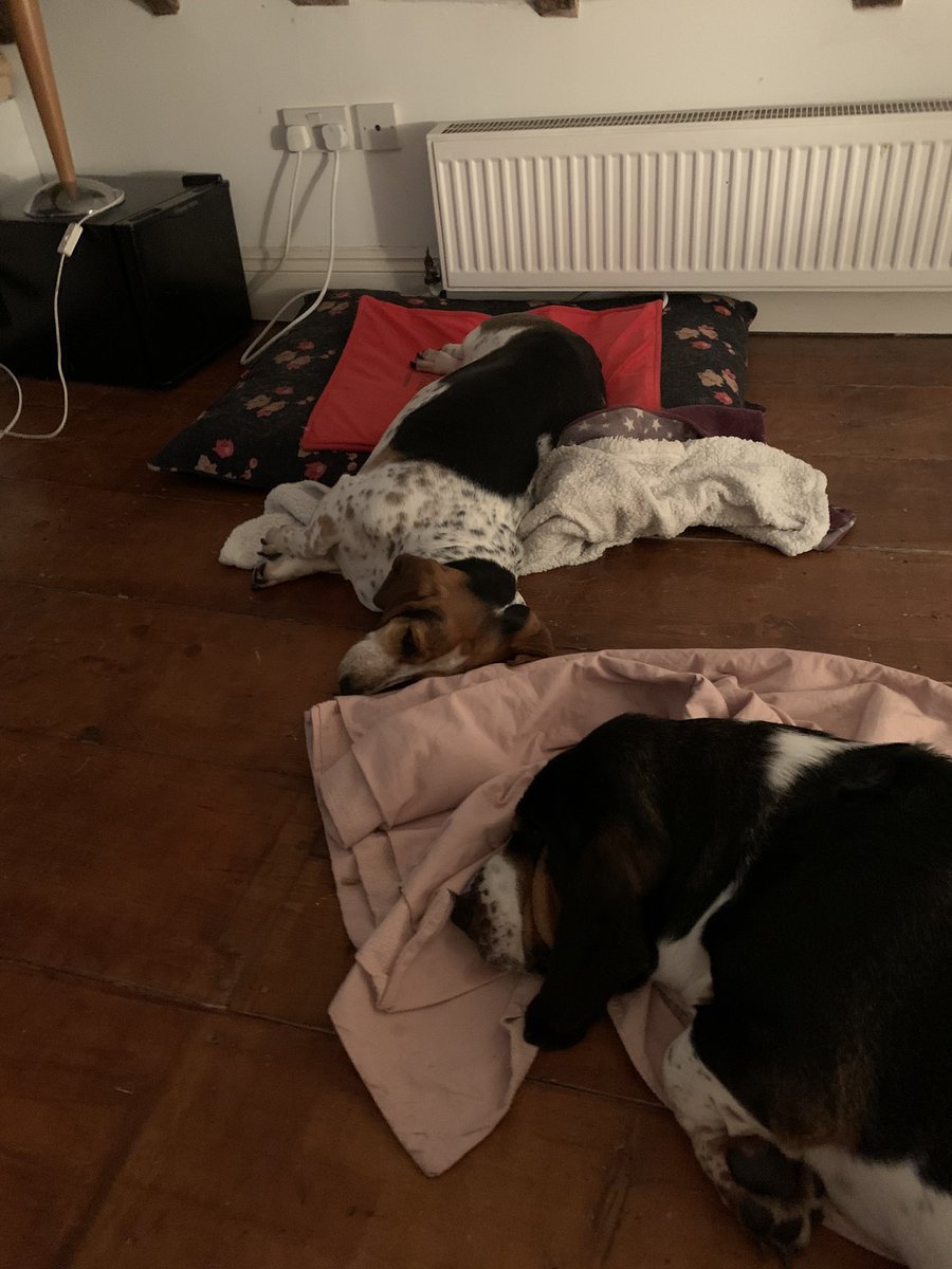 Miss_Cakehead's tweet image. Bedroom floor hounds 💪🏻 #cleansheetnight