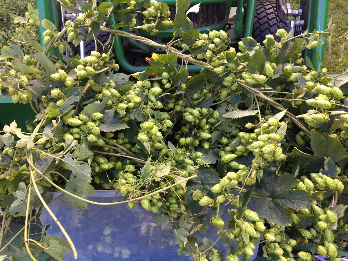 CiannaDona's tweet photo. Hereโs to Hop Harvest Friday! #growyourown #cascade #vtgrown #vtbeer https://t.co/LkbOLe0x3c