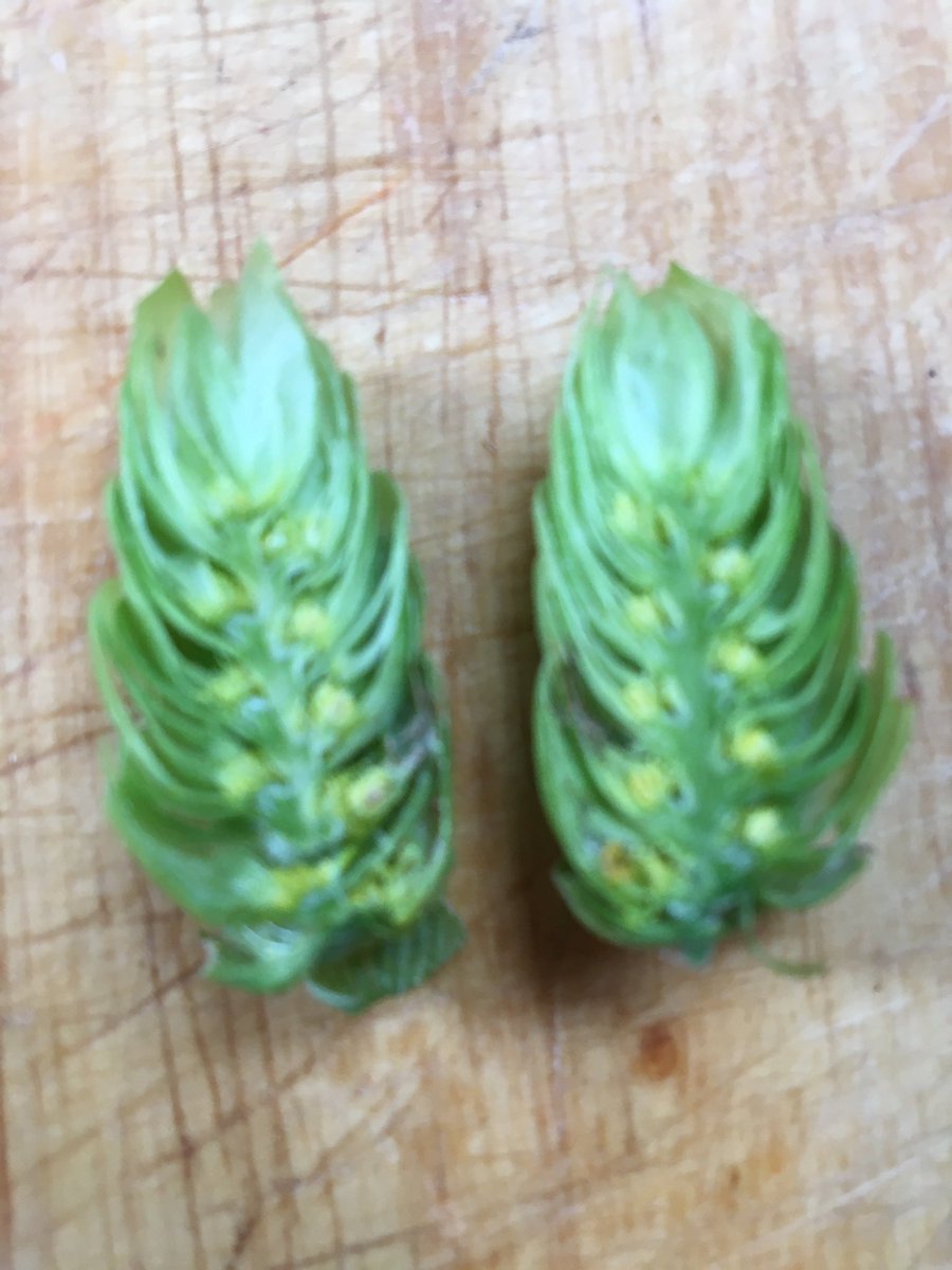 CiannaDona's tweet photo. Hereโs to Hop Harvest Friday! #growyourown #cascade #vtgrown #vtbeer https://t.co/LkbOLe0x3c