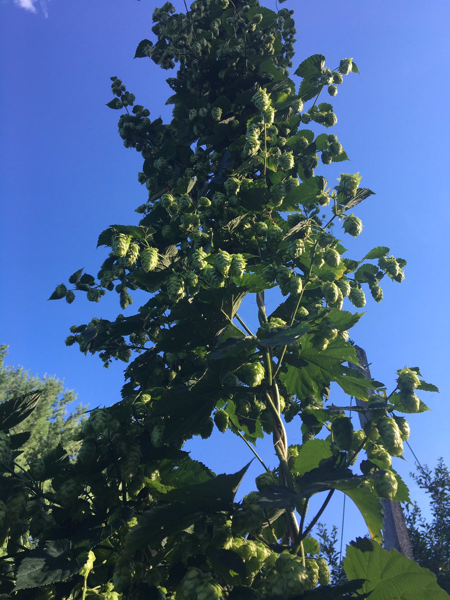 CiannaDona's tweet photo. Hereโs to Hop Harvest Friday! #growyourown #cascade #vtgrown #vtbeer https://t.co/LkbOLe0x3c