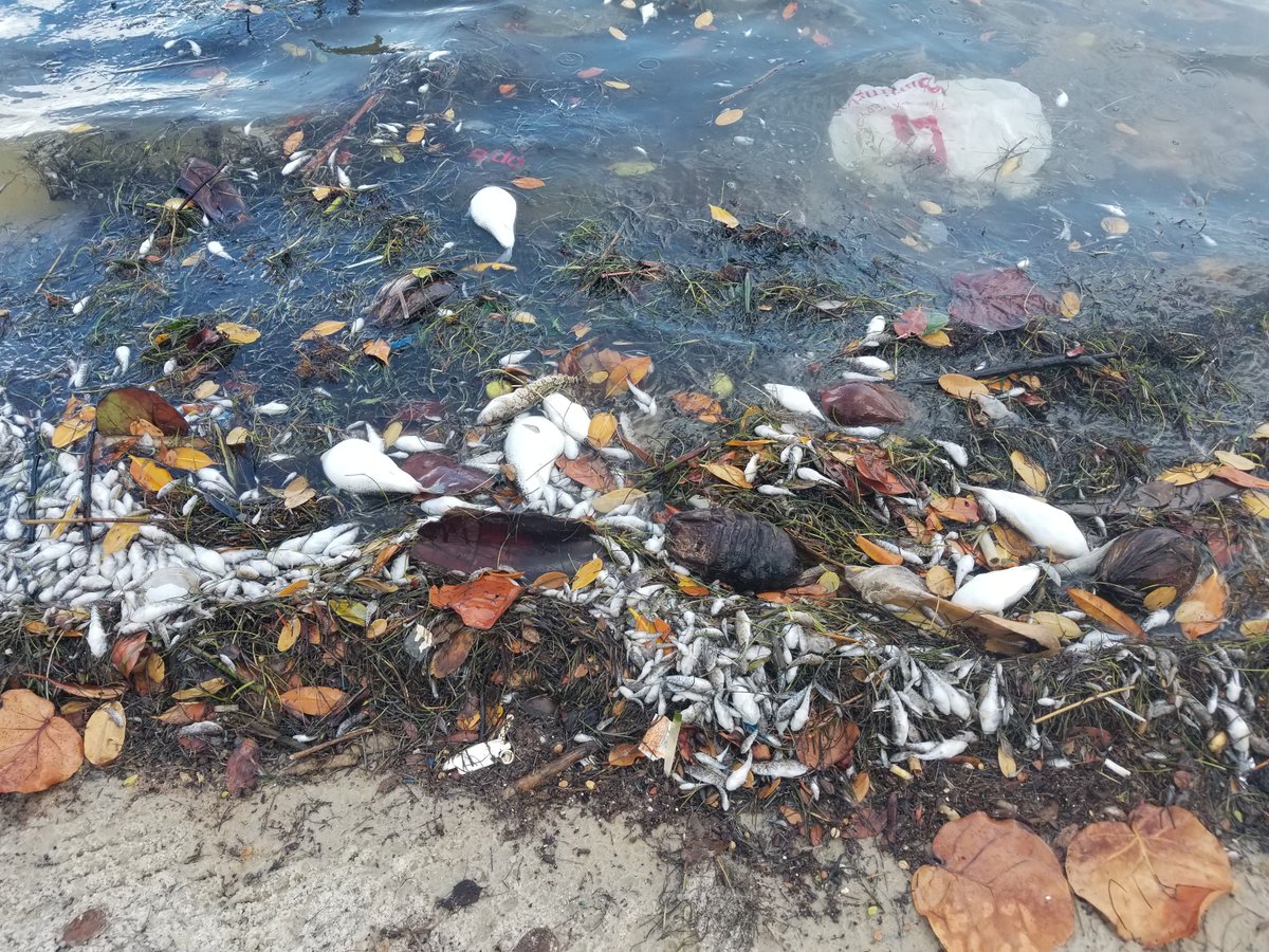 MiamiWaterkpr's tweet photo. Please read the entire thread!

WE NEED YOUR HELP: scientists have issued a plea for community members to remove dead fish from the shorelines. https://t.co/POjVXwv2pf