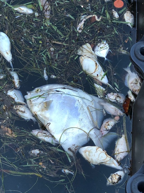 Please read the entire thread!

WE NEED YOUR HELP: scientists have issued a plea for community members to remove dead fish from the shorelines.