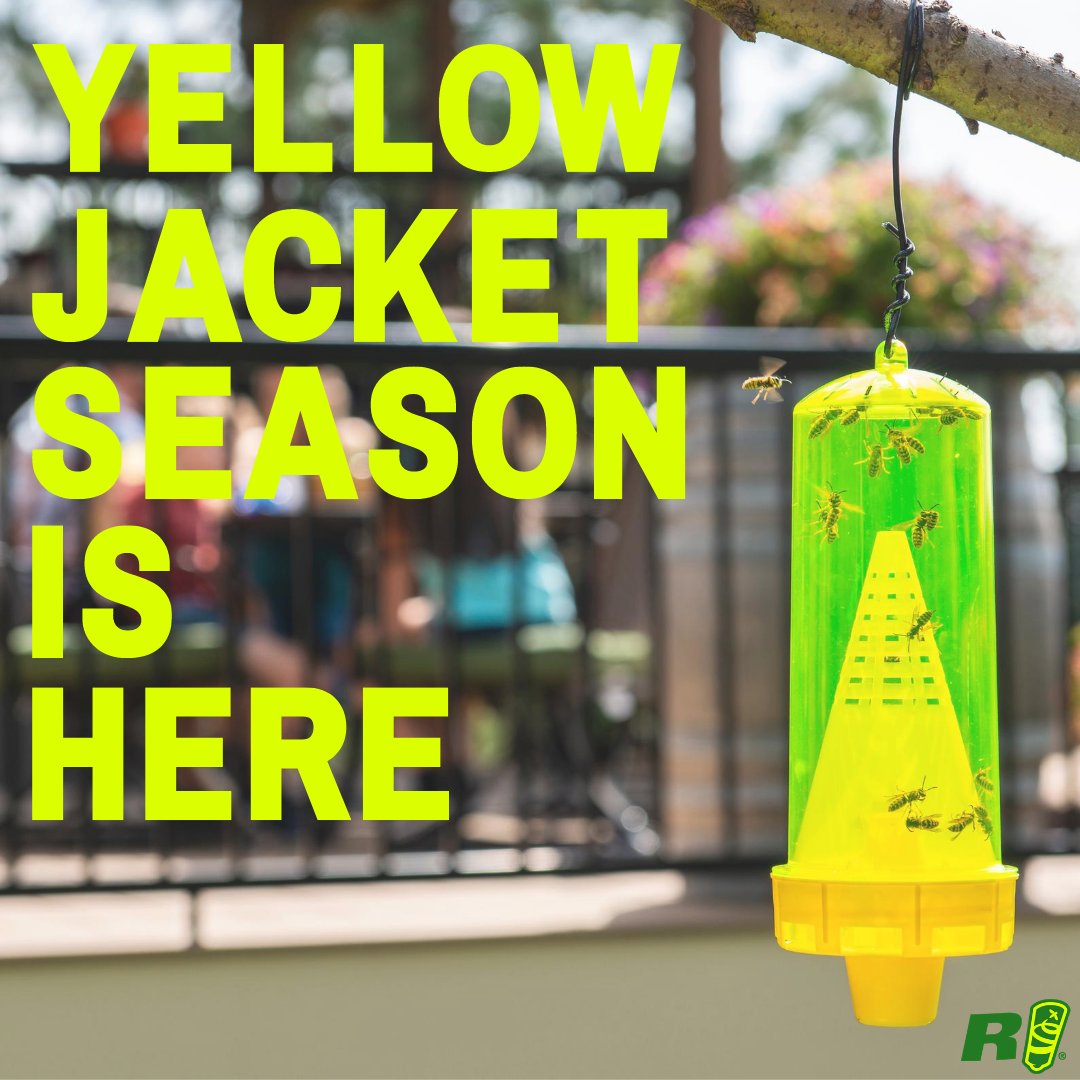 rescue's tweet photo. Don't let the swarming yellowjackets ruin your summer fun. Trap them with RESCUE!

#madeinusa #madeinwashingtonstate #yellowjackets #summer #rescuepestcontrol https://t.co/CsUFxr7lwg