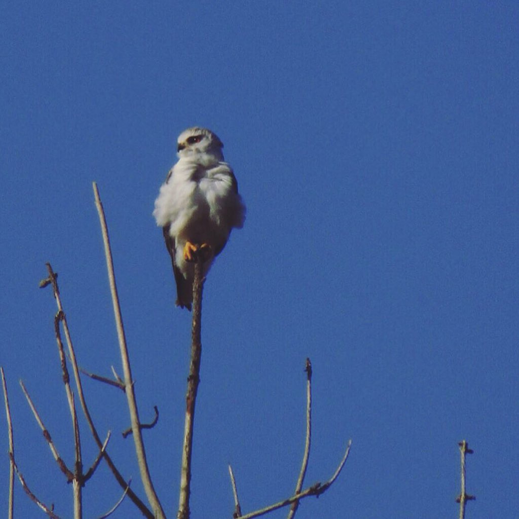_wingsandwaves_'s tweet photo. #FalconFriday…sub-adult Black-winged Kite (even though kites aren’t actually falcons, but…you catch my drift). #birdsofprey #raptors #birding @avibase #nevernotbirding #birdtherapy #birds #birdsofsouthafrica #accipitridae #perched #birdphotography #wildlifephotography #elanus https://t.co/WnzVn8Hl7z