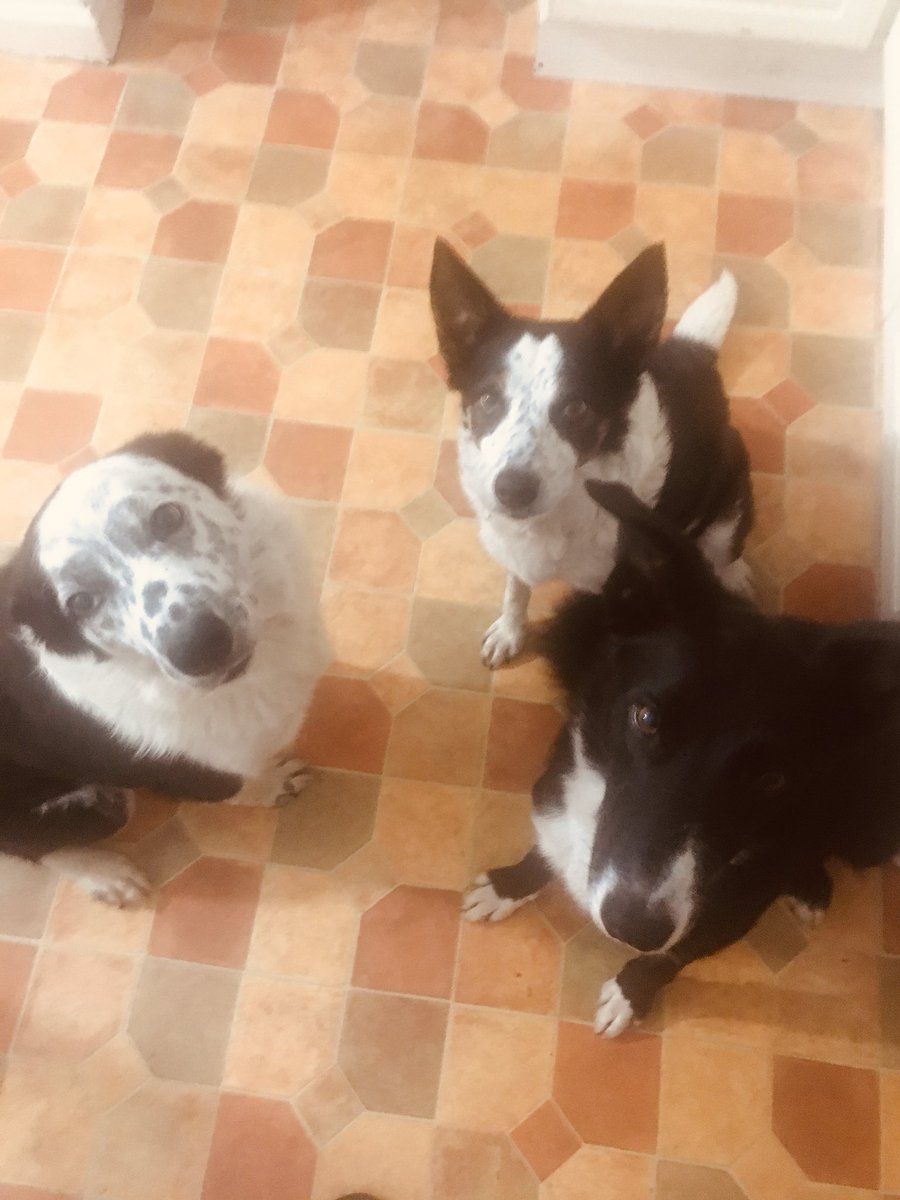 trans_runner's tweet image. My pack ❤️

#dogfam #bordercollies