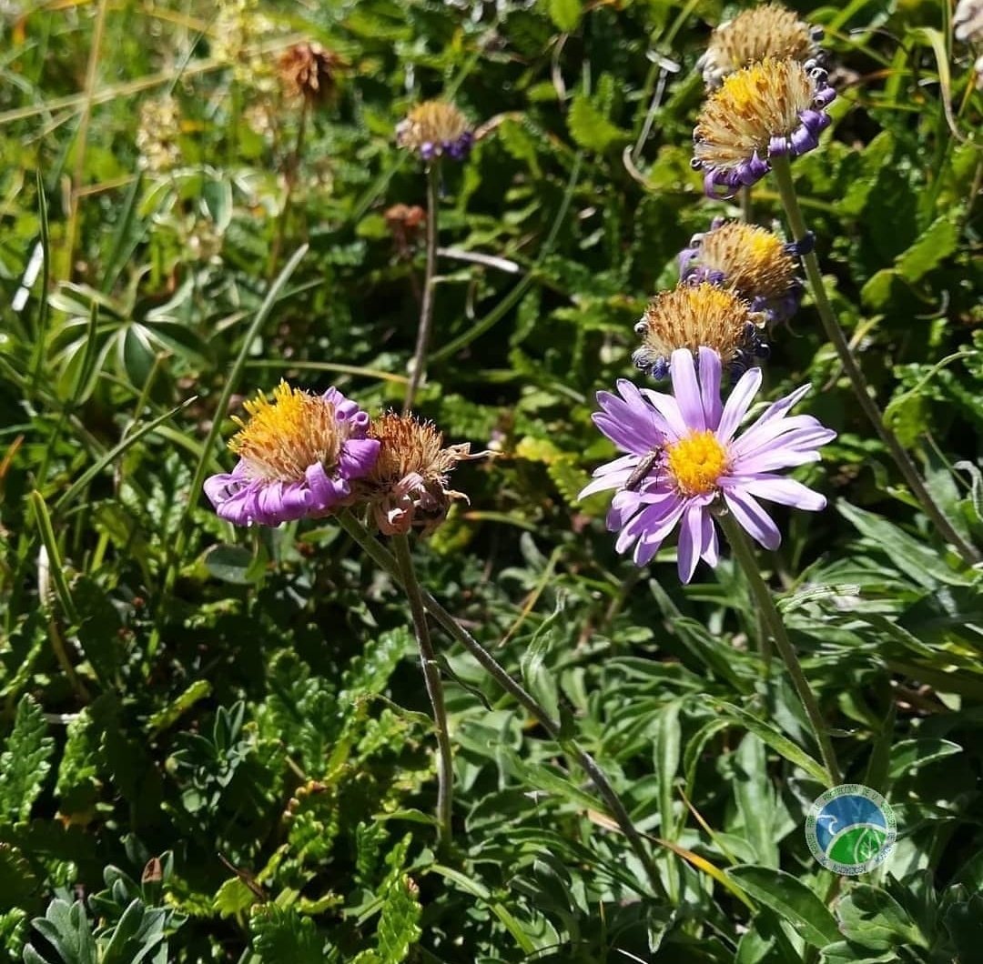 aaffaragon's tweet photo. Los #AgentesProtecciónNaturaleza #APN del @GobAragon continuamos con el seguimiento de #flora en el @LIFEprogramme @RedNatura2000 #RESECOM. Esta vez turno para Leontopodium alpinum, Aster alpinus y Dryas octopetala en el Portiello de Tella, Hu. 
➕Info⬇️:
https://t.co/ncxG93EfNw https://t.co/akO1qb9c9Q
