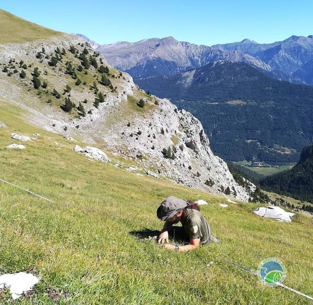 aaffaragon's tweet photo. Los #AgentesProtecciónNaturaleza #APN del @GobAragon continuamos con el seguimiento de #flora en el @LIFEprogramme @RedNatura2000 #RESECOM. Esta vez turno para Leontopodium alpinum, Aster alpinus y Dryas octopetala en el Portiello de Tella, Hu. 
➕Info⬇️:
https://t.co/ncxG93EfNw https://t.co/akO1qb9c9Q