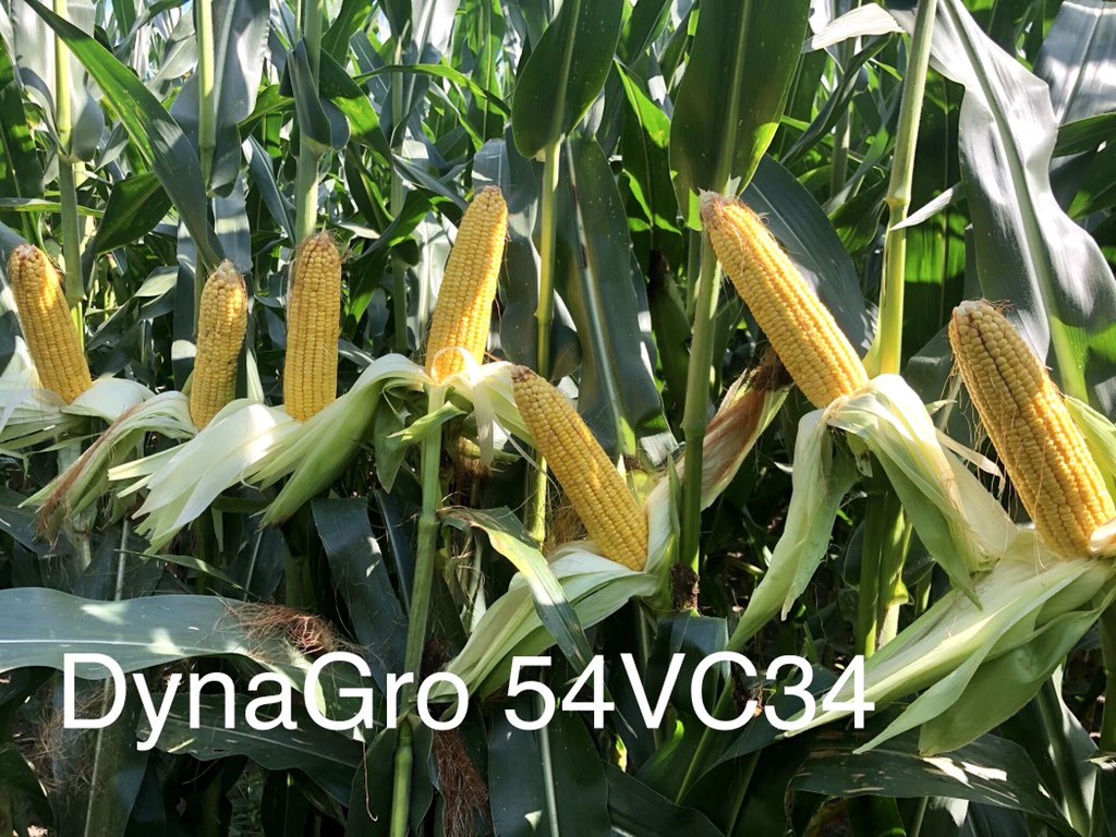 Enjoyed a little Friday afternoon plot tour across eastern Missouri today, corn overall looks good, some spots better than others. New Dyna-Gro 114 day looks impressive! <a href="/ag_central/">Nutrien Ag Solutions- WC IL/MO Division</a> <a href="/DynaGroSeed/">Dyna-Gro Seed</a> <a href="/NutrienAgRetail/">Nutrien Ag Solutions</a> <a href="/stevendynagro/">Steven Eichenberger</a>