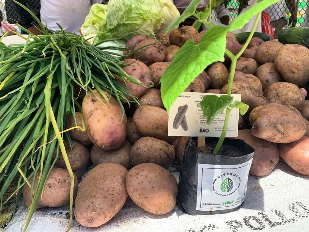 Bquillaverde's tweet photo. 🚛🥑Viverde sigue recorriendo la ciudad junto a #MercadoATuBarrio .

✅ Recuerda que apoyar la economía local de la ciudad es una acción que contribuye a la sostenibilidad ambiental, por eso con semilleros de hortalizas y aromáticas consentimos a nuestros compradores 🌱🌶. https://t.co/7aiwVLmfF9