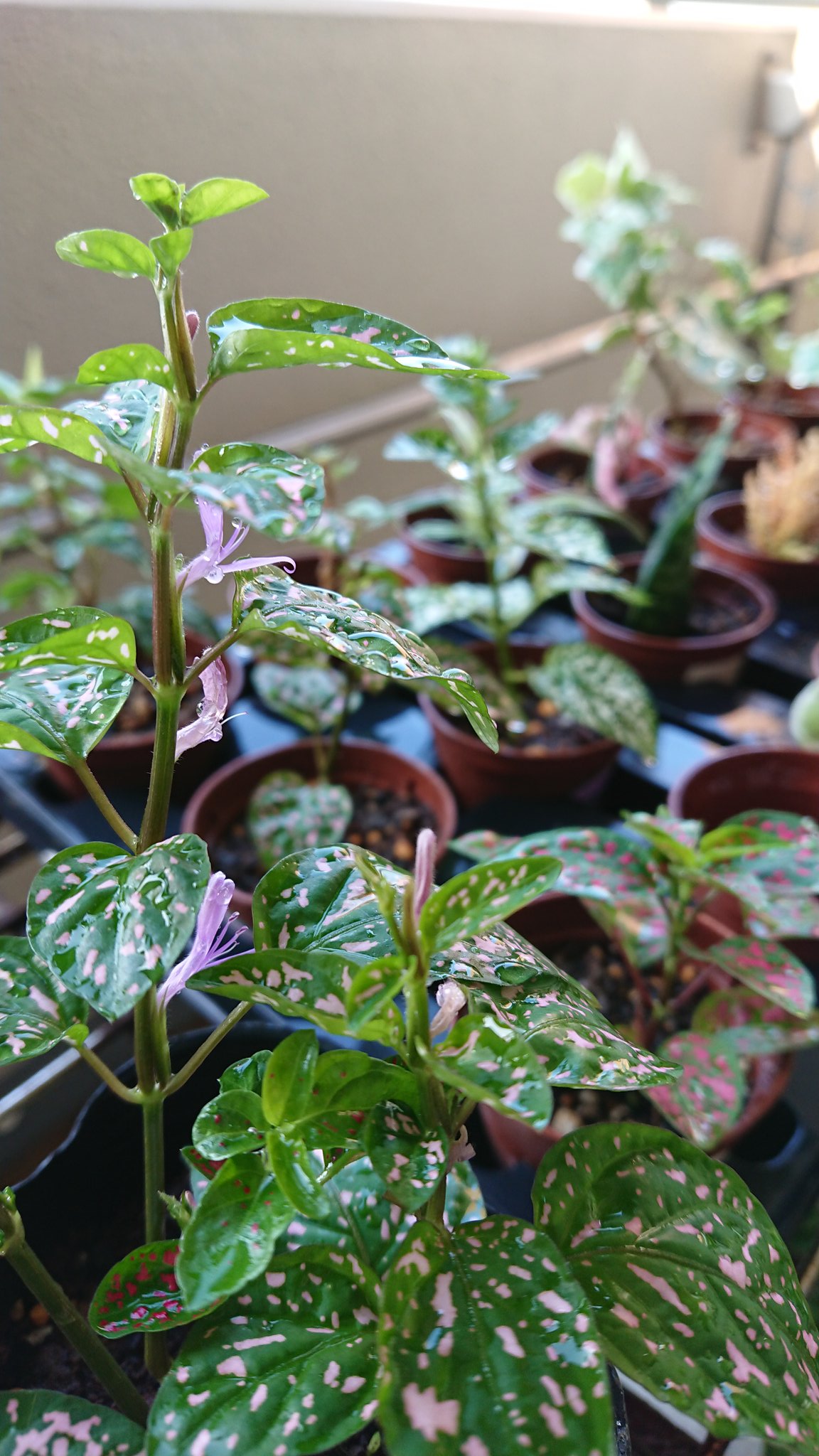 たら 挿し木の ヒポエステス から 花がたくさん咲きました 一時 白い気持ち悪いのが くっついてたけど 無事に成長しているようです 観葉植物 ガーデニング T Co Euynlubin4 Twitter