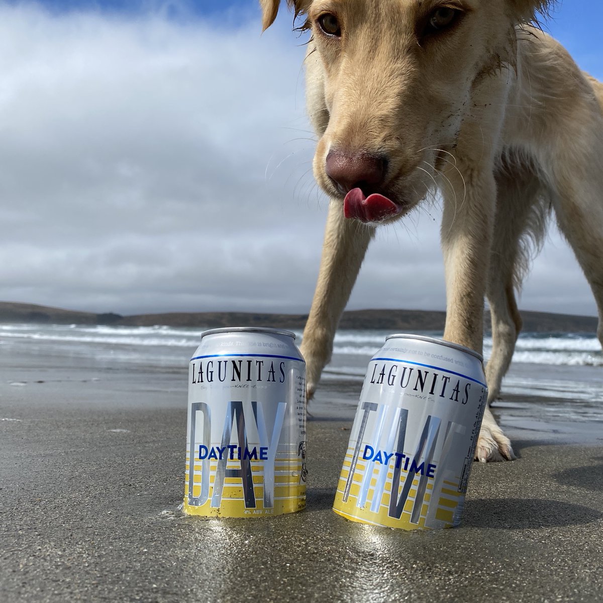 lagunitasbeer's tweet photo. This is the DAY to take some TIME out with your best bud. 98 Cals, 3 Carbs & 4% ABV. Life’s uncertain! #daytimeIPA #beerspeaksdogsdrool https://t.co/uJgbz9lFEn