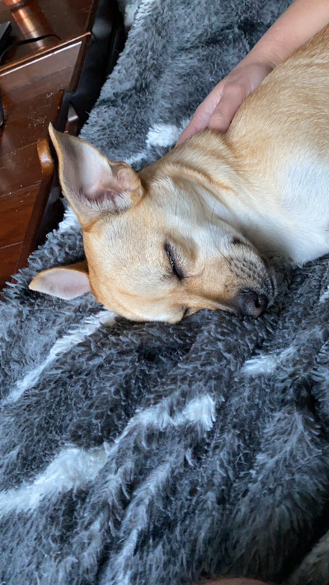 NotTheRealGoose's tweet photo. Post game recap: Zzzzzzzzzz #AnytimeAnywhere #ExceptToday https://t.co/iQy6mN7SNi