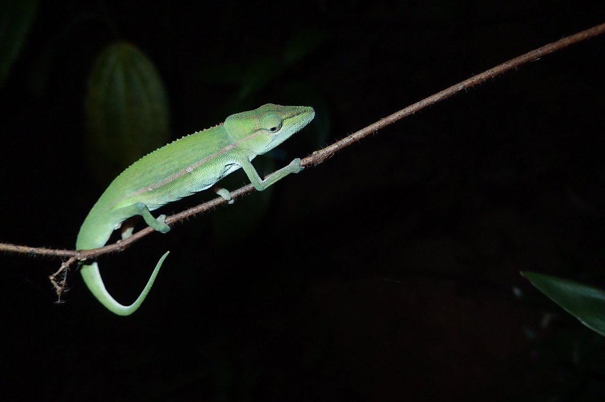 I’ve been informed by  @Yara_Haridy that there were not enough chameleons in this thread. Here are a few more.  #WorldLizardDay