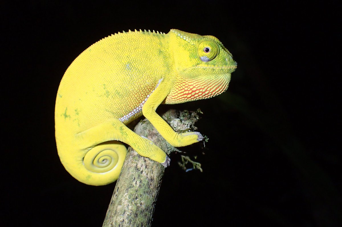 I’ve been informed by  @Yara_Haridy that there were not enough chameleons in this thread. Here are a few more.  #WorldLizardDay