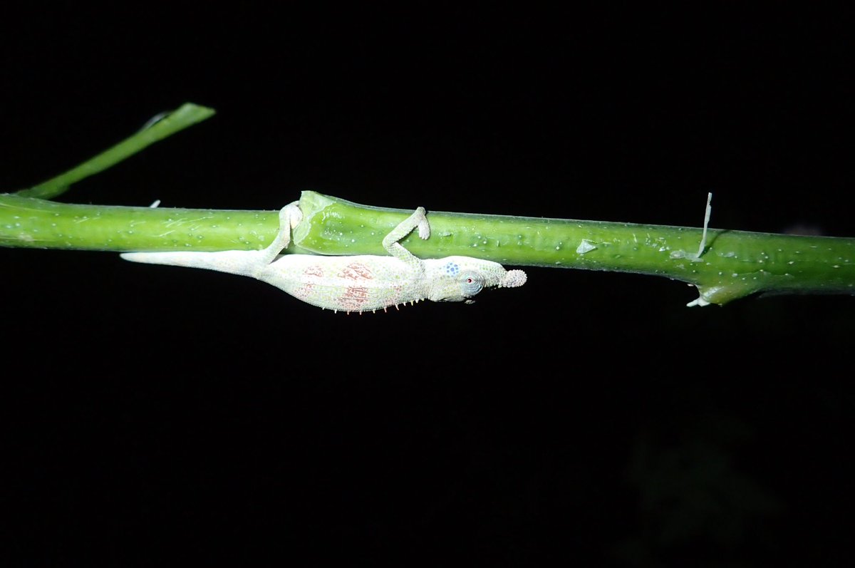 I’ve been informed by  @Yara_Haridy that there were not enough chameleons in this thread. Here are a few more.  #WorldLizardDay