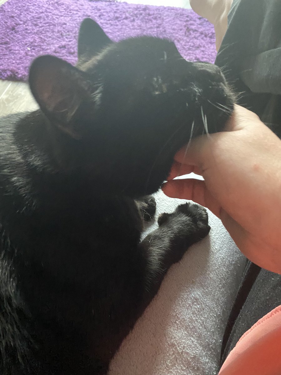 ChocPanther16's tweet photo. Ok Mam you can scratch my chin. https://t.co/pV1HWl4Dts