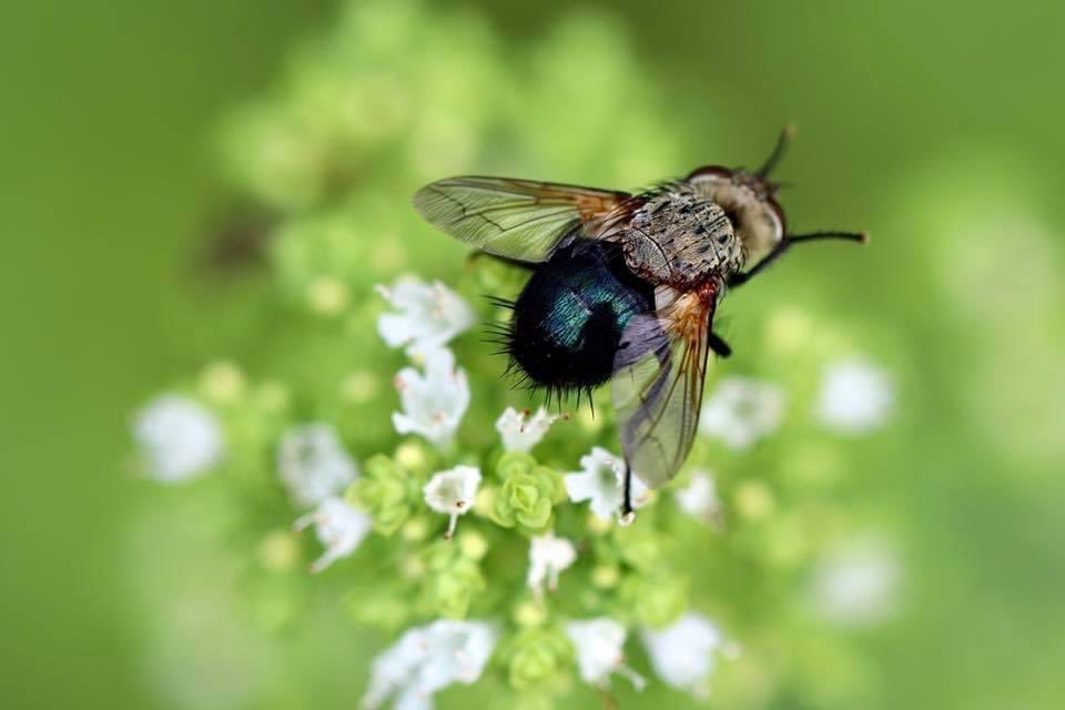 V.L.Sorrell, MD (@CASEfromASE EIC) tweet media