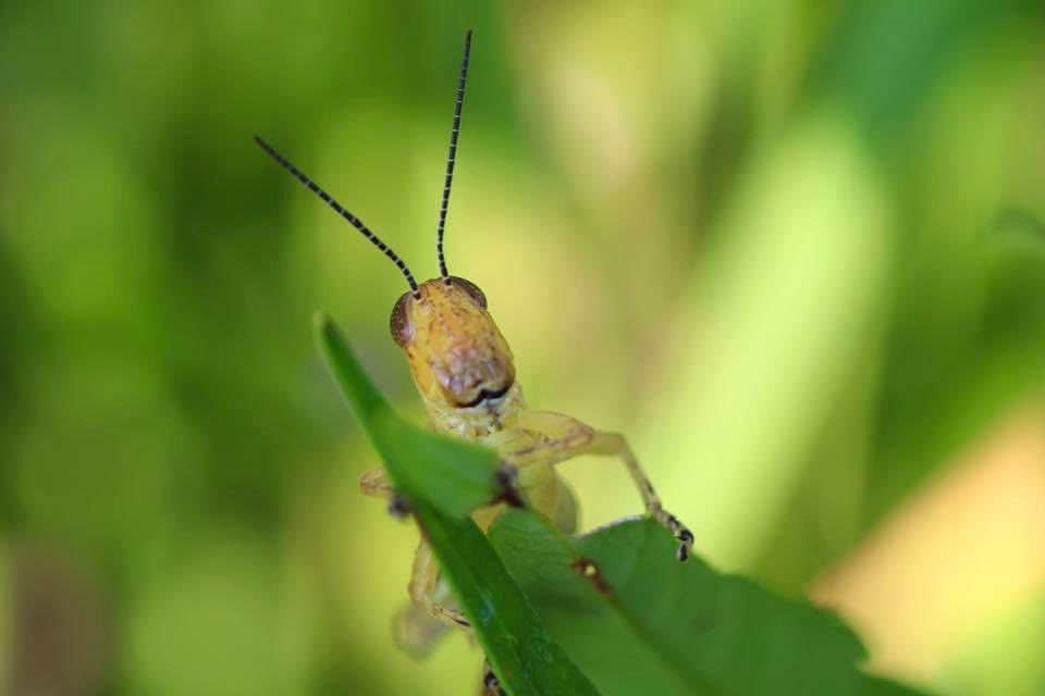 V.L.Sorrell, MD (@CASEfromASE EIC) tweet media