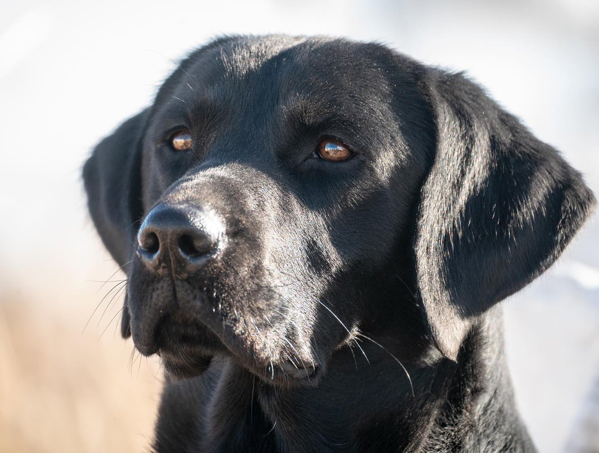 The dog days of summer are almost over and the pleasures of fall are right around the corner.  
•
•
•
•
Photo: <a href="/bkgundogs/">Brookstone Kennels</a>  #dogdays #dogsofinsta #blacklab #dogtraining #summerdays