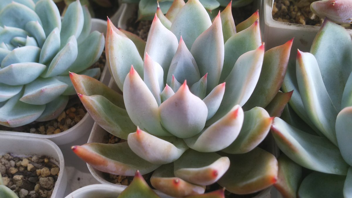 こころ 1 على تويتر おはようございまっす 今朝は珍しく夫と子供たちがバタバタして出かけて行きました なので私は1人の時間 やったー ベランダにお日様が入るのが昼過ぎから それまで植え替えしようかな 長葉コロラータ コロラータ ざわわ こころ 1 على تويتر おはようございまっす 今朝は珍しく夫と子供たちがバタバタして出かけて行きました なので私は1人の時間 やったー ベランダにお日様が入るのが昼過ぎから それまで植え替えしようかな 長葉コロラータ コロラータ ざわわ