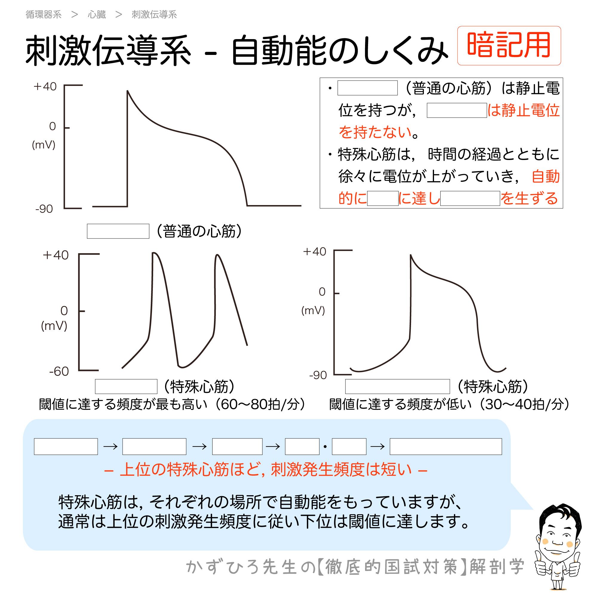 かずひろ先生の 徹底的国試対策 解剖学 En Twitter 刺激伝導系 自動能の仕組み 固有心筋は静止電位を持つのに対し 特殊心筋は静止電位を持たないという点が特殊です 特殊心筋は 時間の経過とともに徐々に電位が上がっていき 自動的に閾値に達し活動電位を