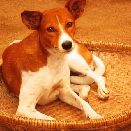 LiberiaAnimal's tweet photo. In communities where we work, the animals are happy, healthy and friendly because they are treated with love, care, kindness and compassion and considered as sentient beings.
#Animals #OneWelfare #Environment #AnimalsMatter #AnimalWelfare #HumaneEdcation #Education #Kindness https://t.co/r7WyWJkgco