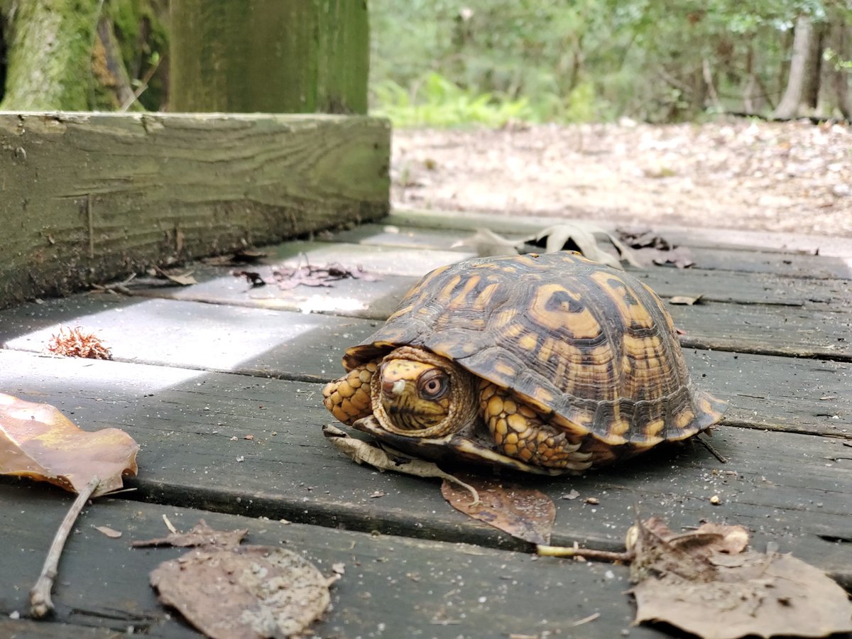 LindsayDigDug's tweet photo. Found a box turtle out on the trail today!

#boxturtle #tortoise #hiking #nature https://t.co/05YcPH94l8