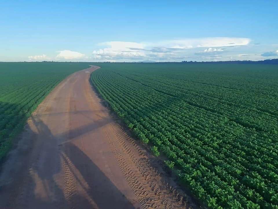aluizionassi's tweet image. &amp;gt;&amp;gt; Antes &amp;amp; Depois &amp;lt;&amp;lt;

Incrível a rapidez... #Roraima_SemIgual !!
FT 4280 IPRO

#Roraima_HemisférioNorte
* + de 12 horas de Luz média/ano
#Soja_Roraima
#Agro_Roraima
#Cerrado_Roraima
#Roraima_AMelhorFronteiraAgrícolaDoBRASIL
#RoraimaCadaDiaMelhor
#Fazenda3Lagos