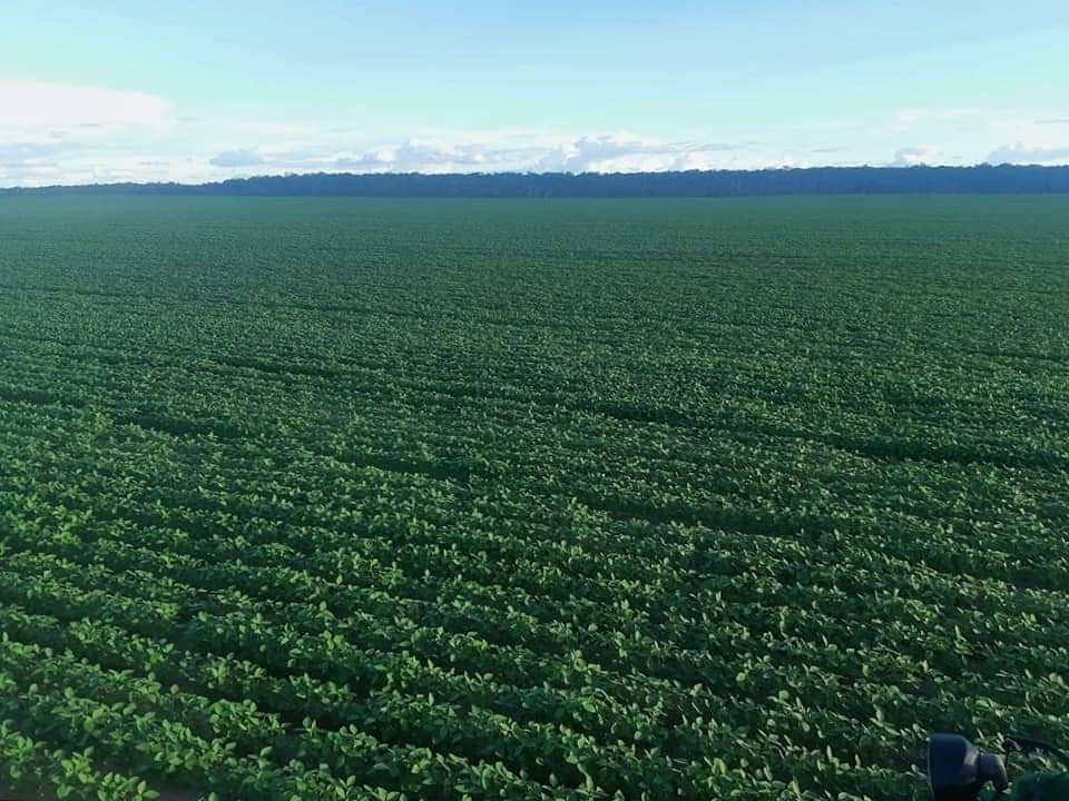 aluizionassi's tweet image. &amp;gt;&amp;gt; Antes &amp;amp; Depois &amp;lt;&amp;lt;

Incrível a rapidez... #Roraima_SemIgual !!
FT 4280 IPRO

#Roraima_HemisférioNorte
* + de 12 horas de Luz média/ano
#Soja_Roraima
#Agro_Roraima
#Cerrado_Roraima
#Roraima_AMelhorFronteiraAgrícolaDoBRASIL
#RoraimaCadaDiaMelhor
#Fazenda3Lagos