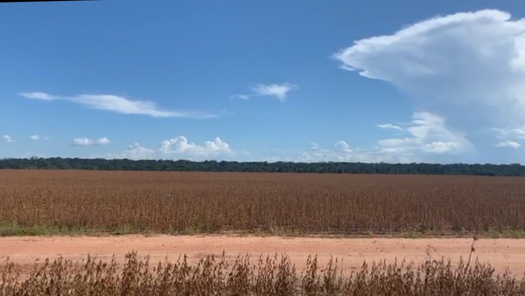 aluizionassi's tweet image. &amp;gt;&amp;gt; Antes &amp;amp; Depois &amp;lt;&amp;lt;

Incrível a rapidez... #Roraima_SemIgual !!
FT 4280 IPRO

#Roraima_HemisférioNorte
* + de 12 horas de Luz média/ano
#Soja_Roraima
#Agro_Roraima
#Cerrado_Roraima
#Roraima_AMelhorFronteiraAgrícolaDoBRASIL
#RoraimaCadaDiaMelhor
#Fazenda3Lagos