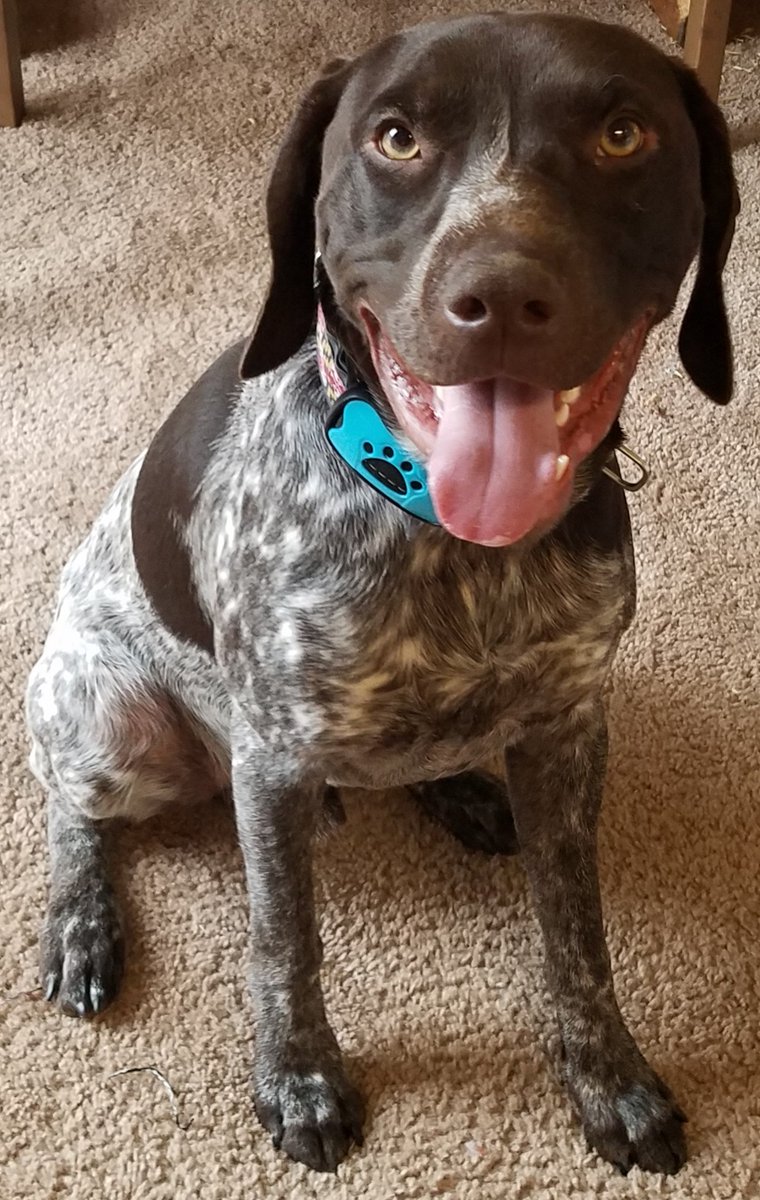 Apollo wanted to say hello. #GSP