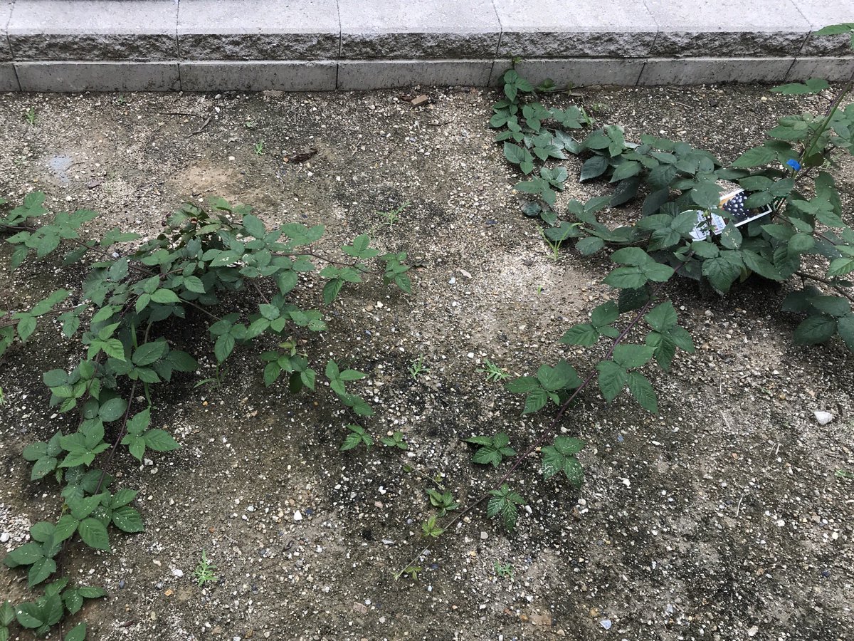 ブラックベリーの誘引