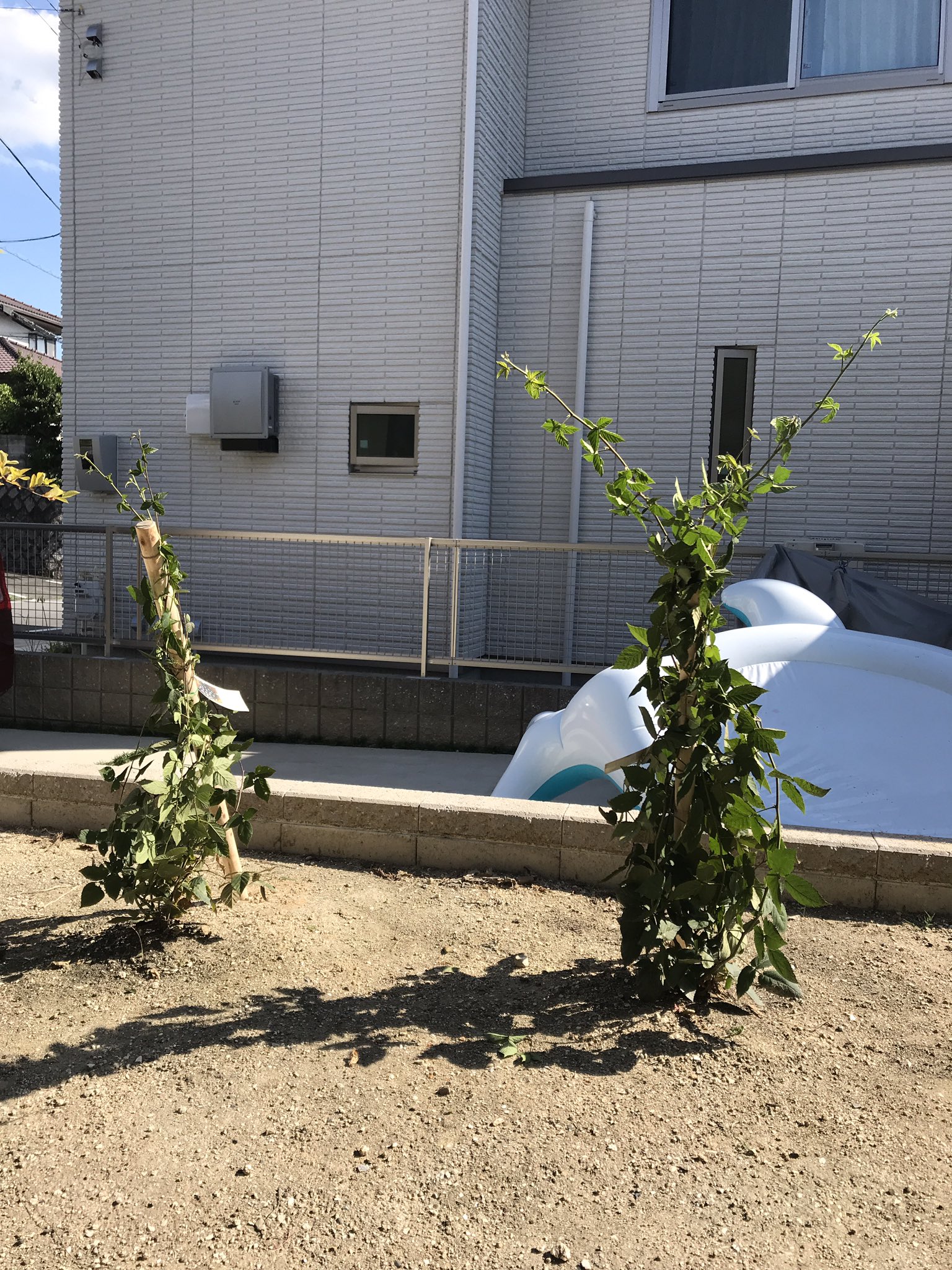 きまぐれ栽培マン 庭のブラックベリーの誘引をしました 木杭を打ち込み その杭に枝を巻き付けて誘引しました 一本仕立てという誘引方法です 写真はビフォーアフター 早朝でも暑いです 節約生活 節約 家庭菜園 節約術 ブラックベリーの誘引