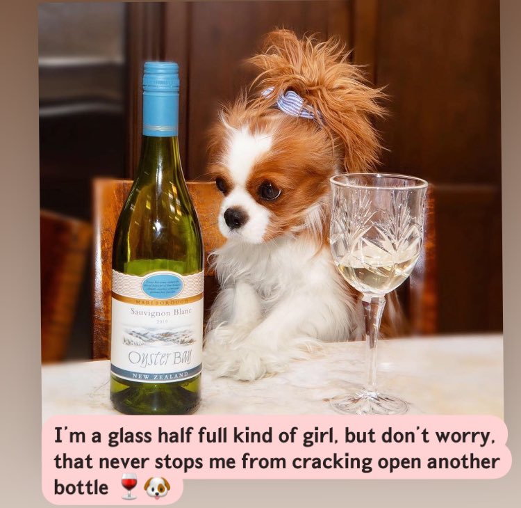 « Soy de las chicas que siempre ve el vaso medio lleno.
⁣
Pero... ¡No te preocupes!⁣🐶
⁣
🐶  Eso nunca me va a  impedir abrir otra botella de vino».🍷🐶❤️

#TGIF #cavalier #cute #wineloverpet #dogs #dogwine #puppy #puppygirl #winelover #maslottchen #pets #mascotas #winelover